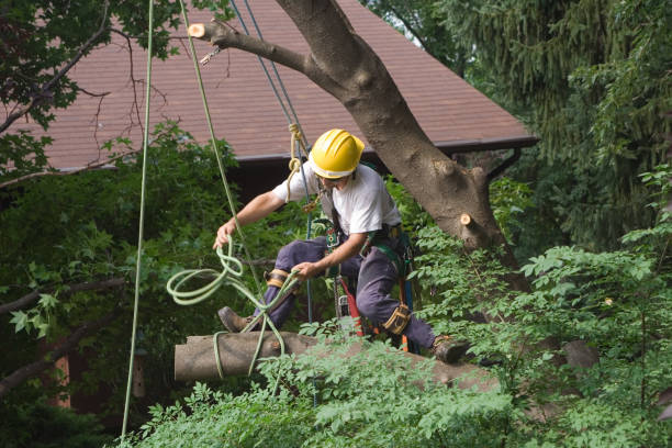 Reliable Palacios, TX Tree Removal Services Solutions